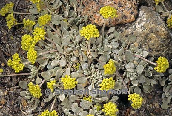 eriogonum incanum 2 graphic